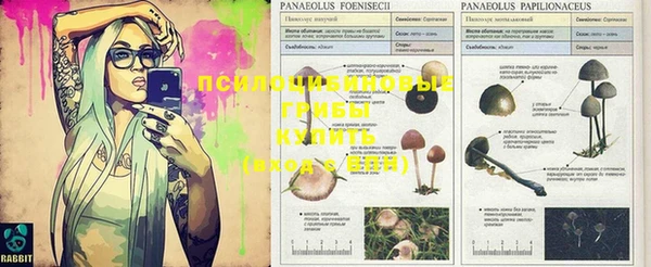 PSILOCYBIN Абинск